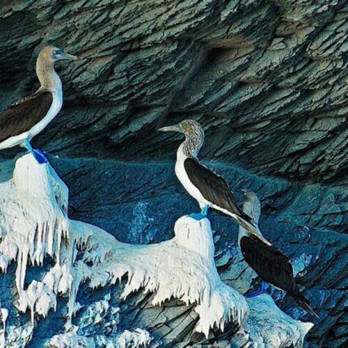 birds of baja birds of baja