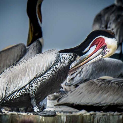 pelicans and other sea birds in Sausalito pelicans and other sea birds in Sausalito