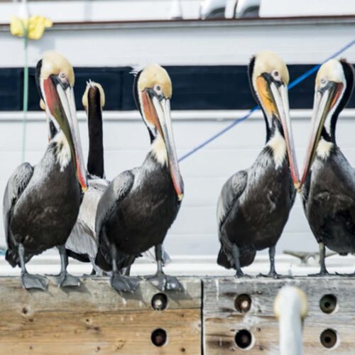 Pelicans of the San Francisco Bay Pelicans of the San Francisco Bay