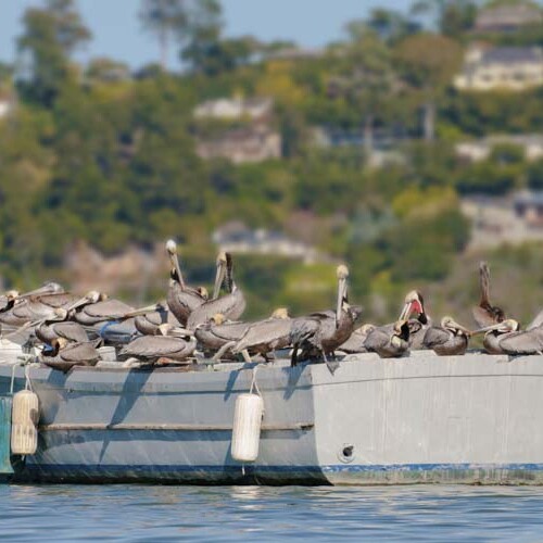 pelicans take over a boat pelicans take over a boat