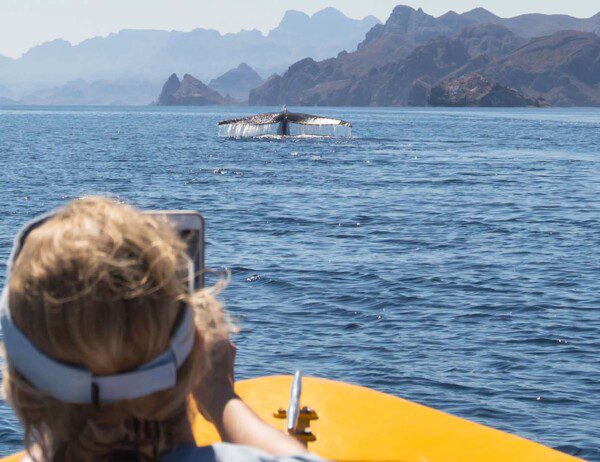 Sea Kayaking and Whale Watching in the Sea of Cortez