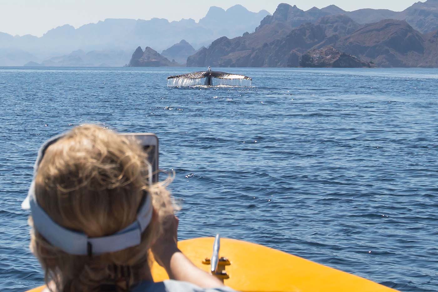 Kayak Coast and Islands with Whale Watching Sea Trek Kayak & SUP