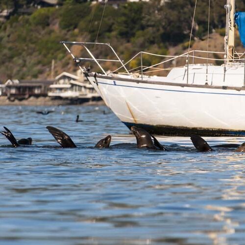 sea lions hanging out in sausalito sea lions hanging out in sausalito