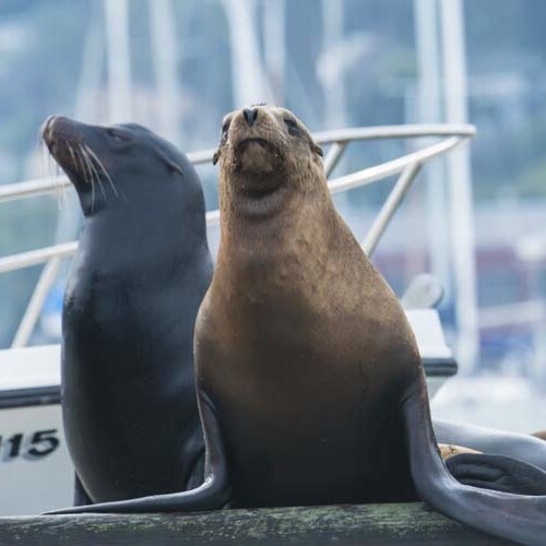 sea lions taking over a dock in sausalito sea lions taking over a dock in sausalito