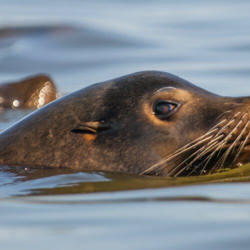 Sea Lions in Richardson Bay Sea Lions in Richardson Bay
