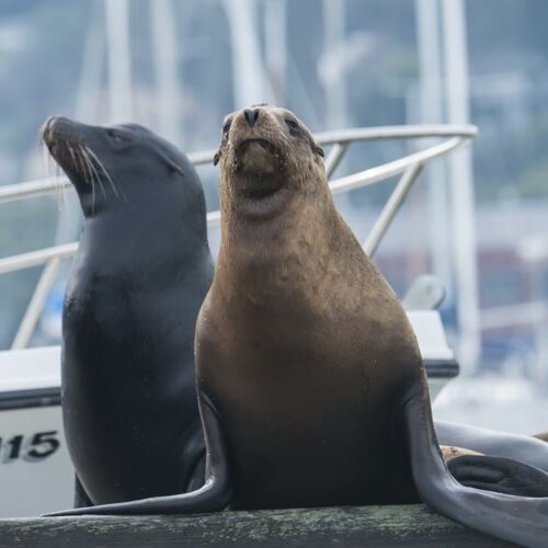 Sea Lions in Sausalito Sea Lion in Sausalito