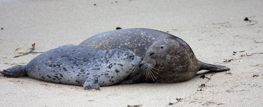 Harbor Seal Pupping in Sausalito, California